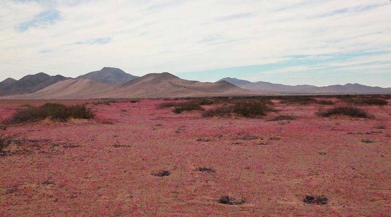 Perspectivas Cardinales (2016)